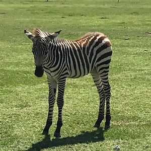 Meet your Posher, Gene-a